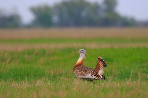 Great Bustard (Otis tarda), Hungary