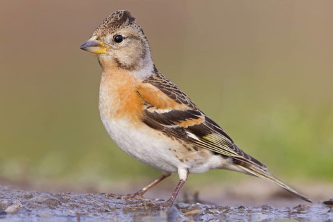 Brambling (Fringilla montifringilla) female, Rhineland-Palatinate, Germany