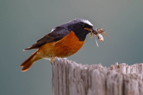 Common Redstart (Phoenicurus phoenicurus) male with feed in beak, North Rhine-Westphalia, Germany