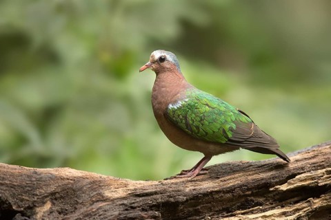 Common Emerald Dove (Chalcophaps indica) perched on a log, Yunnan, China