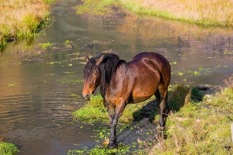 A heavy horse of mixed breed stands in the water of a small pond and enjoys its life on a sunny