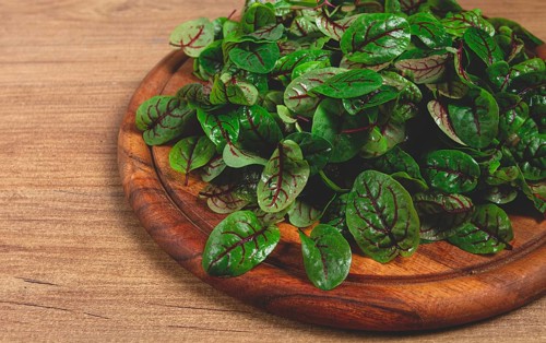 Sorrel bloody Mary, fresh baby sorrel leaves, with red veins, micro-greens, on a plate