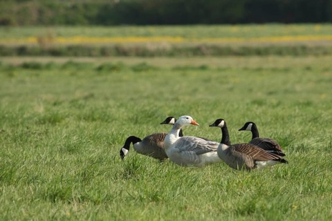 Canada Goose (Branta canadensis), Lower Saxony, Germany