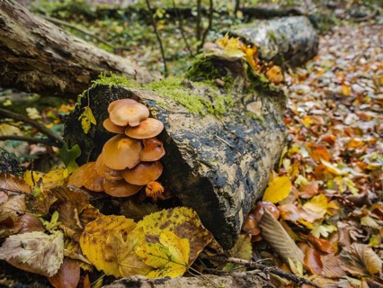 Autumn impression from the Hönnetal in Sauerland, North Rhine-Westphalia, Germany