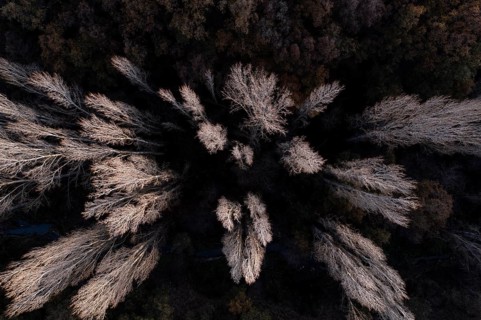 Captivating aerial shot capturing a dense array of trees and shrubbery transitioning into the