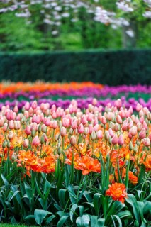 Different coloured tulips (Tulipa), colourful tulip bed, Keukenhof gardens, Lisse, Bollenstreek,