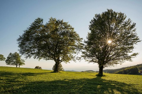 Wetterbuchen, sunset, Schauinsland, Freiburg im Breisgau, Black Forest, Baden-Württemberg, Germany