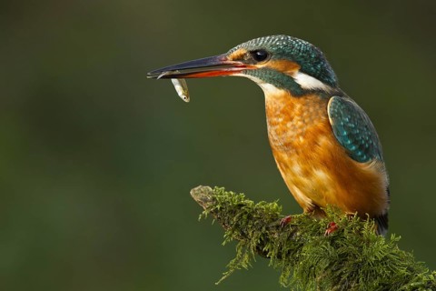 Common Kingfisher (Alcedo atthis) female with fish prey in its beak, Asturias, Spain
