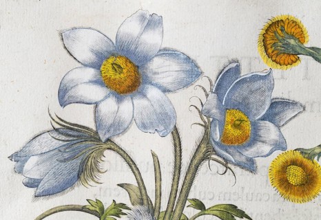 Spring pasque flower (Pulsatilla vernalis), hand-coloured copperplate engraving by Basilius Besler,