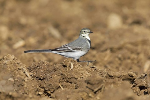 White wagtail, (Motacilla alba), BTiere, birds, family of wagtails and pipits, Steglarp, Vellinge,