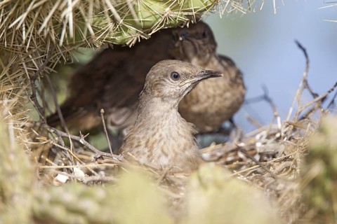 Curve-billed Thrasher Toxostoma curvirostre Sabino Canyon, Tucson, Arizona, United States 1 June
