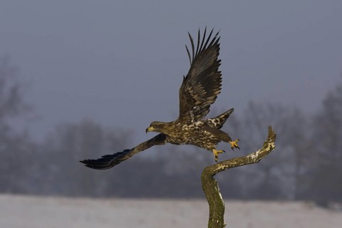 White-tailed Eagle (Haliaeetus albicilla) juvenile flying, Mecklenburg-Western Pomerania, Germany