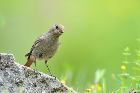 Black Redstart (Phoenicurus ochruros) juvenile, North Rhine-Westphalia, Germany