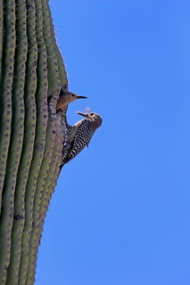 Gila woodpecker (Melanerpes uropygialis), adult, male, female, pair, at breeding den, with food, at