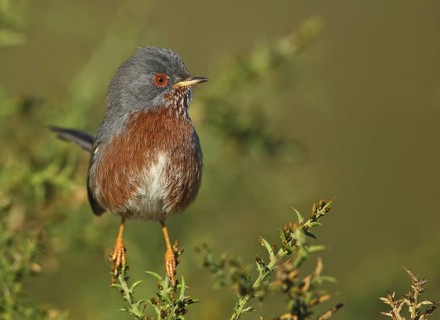 Dartford Warbler (Sylvia undata) male, Ferreira do Alentejo, Portugal