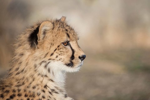 Cheetah (Acinonyx jubatus) portrait, Castile-La Mancha, Spain
