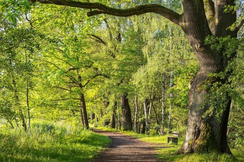 Old oaks (quercus) on the path at Horka pond, Bischofswerda, Saxony, Germany