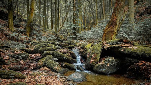 A small stream, Werre, flows through a moss-covered forest, surrounded by tall trees, quiet,