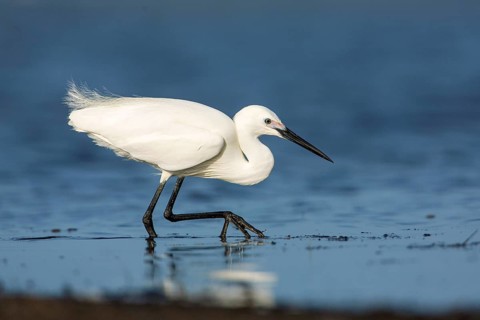 Little Egret (Egretta garzetta) foraging, Victoria, Australia