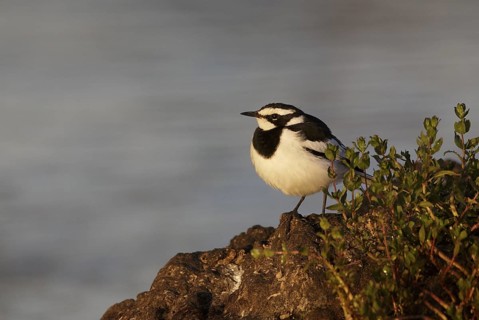 African Pied Wagtail (Motacilla aguimp), Chobe, Botswana