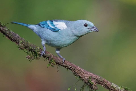 Blue-gray Tanager (Thraupis episcopus) perched on a branch in Manu National Park, Peru