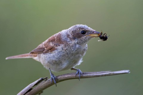 Red-backed Shrike (Lanius collurio) female, Brandenburg, Germany