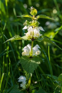 Lamium album (Lamium album), flowers, North Rhine-Westphalia, Germany