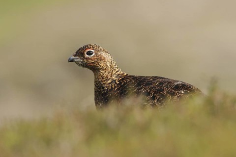 Red Grouse (Lagopus lagopus scotica), Scottish Highlands, United Kingdom