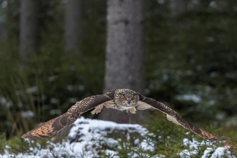 One Eurasian Eagle Owl, Bubo bubo, flying thru a forest with snow on the ground