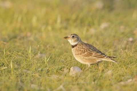 Calandra Lark (Melanocorypha calandra), Turkey
