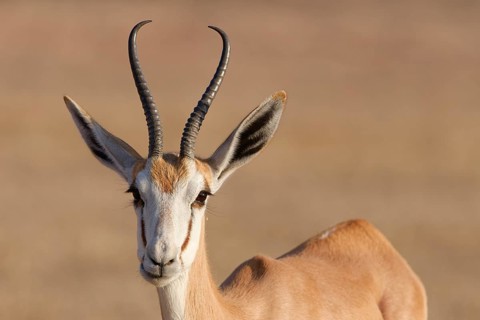 Springbok (Antidorcas marsupialis), adult, animal portrait, evening light, Kalahari desert,