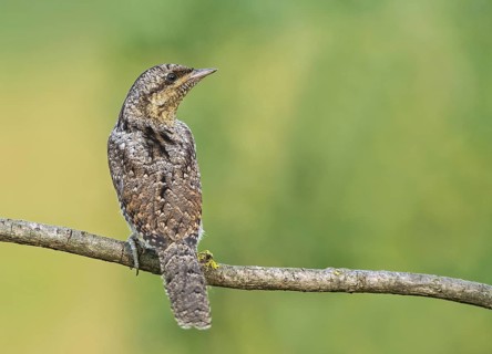 Eurasian Wryneck (Jynx torquilla) juvenile perched on a branch, Aosta Valley, Italy