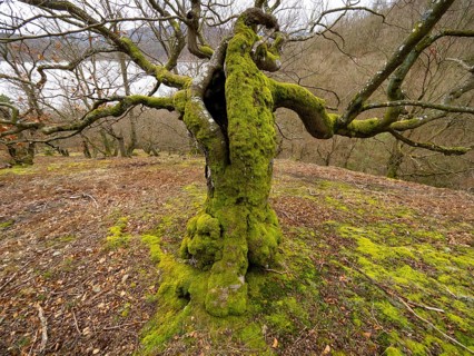 Beech Tree (Fagus sylvatica), an old gnarled tree, covered in moss, in Kellerwald national park, in