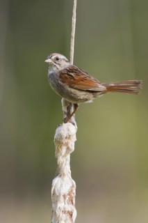 Swamp Sparrow (Melospiza georgiana), Ontario, Canada