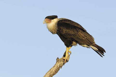 Northern Crested Caracara (Caracara cheriway), Texas, USA