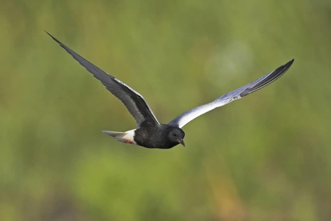 White-winged Tern (Chlidonias leucopterus) flying, Lesvos, Greece