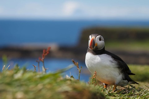 Atlantic Puffin (Fratercula artica), on cliffs, Scotland, United Kingdom