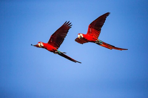 Red-and-green macaw (Ara chloropterus) Buraco das Araras Brazil