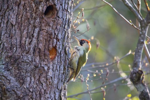European green woodpecker (Picus viridis) female, Germany