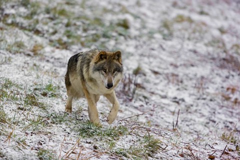 One eurasian gray wolf (Canis lupus lupus) walks over a snowy meadow in an open forest