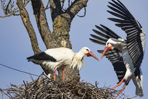 White stork (Ciconia ciconia) Germany