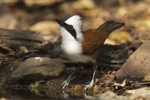 White-crested Laughingthrush (Garrulax leucolophus), Kaeng Krachan, Thailand