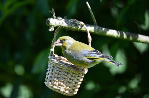 Greenfinch, (Chloris chloris) eats sunflower seeds from a basket