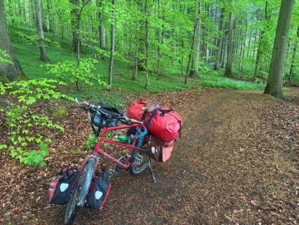A loaded bicycle is parked on a forest path full of leaves under the green trees of the forest,