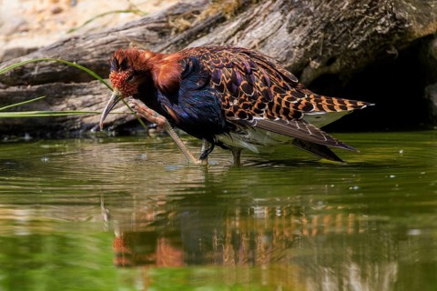 Bird foraging near the water, ruff (Calidris pugnax, Syn.: Philomachus pugnax), courtship display,