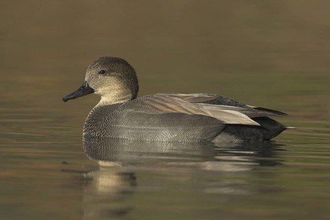 Gadwall (Mareca strepera) male, Ontario, Canada