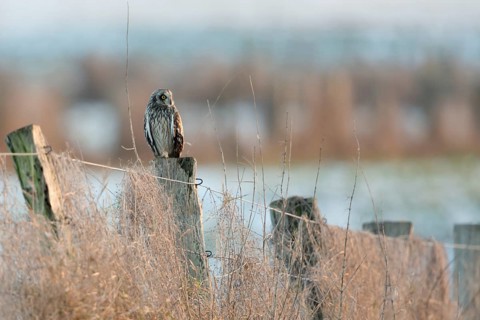 Short-eared Owl (Asio flammeus) perched on a pale, North Rhine-Westphalia, Germany