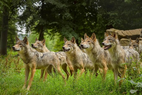Wolf (Canis lupus), pack of wolves in forest, summer, Germany