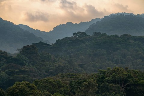Hill with thick mountain rain forest, dramatic sky with rain clouds at sunset, Bwindi Impenetrable
