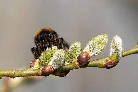 Buff tailed bumblebee (Bombus terrestris) adult bee insect feeding on Goat willow (Salix caprea)